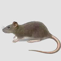 rodent rats control