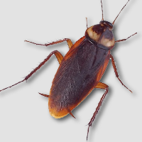 coackroach treatment